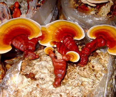 Jreishi2